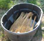 Flax starting to&nbsp;rett